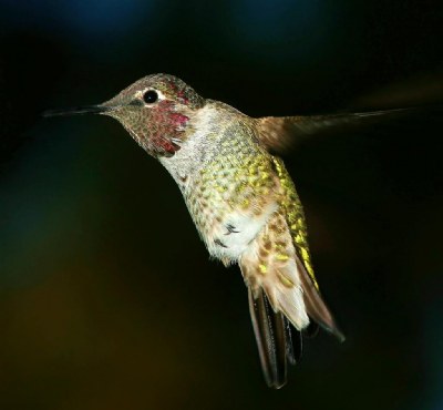 LiL' Red Anna's Hummingbird