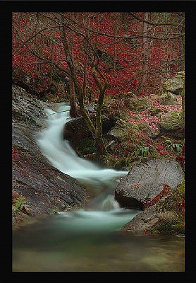 Autumn in the Magic Forest 