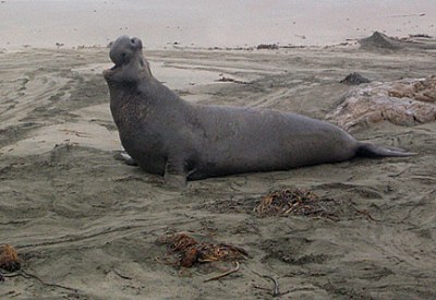 Elephant Seal - December
