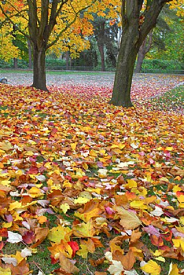 Fallen Leaves