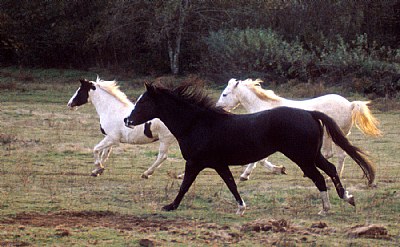 Running Horses