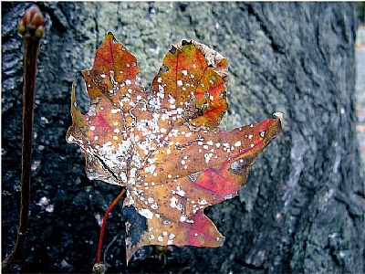 october leaf