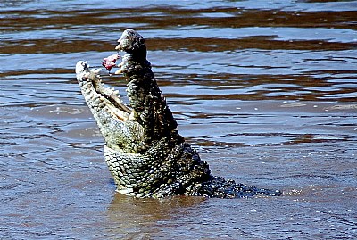 Lacoste eating