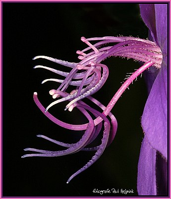 Tibouchina