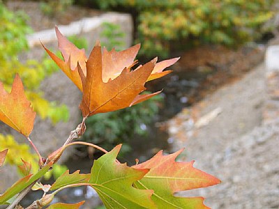 yellow  leaf