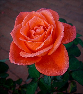 Reddish Rose