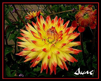 Sunburst