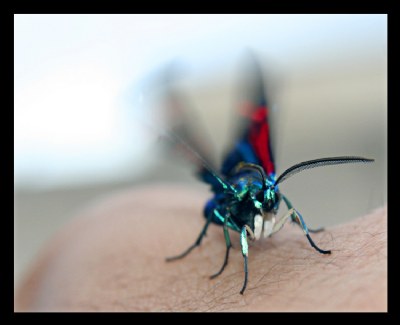 Insecto