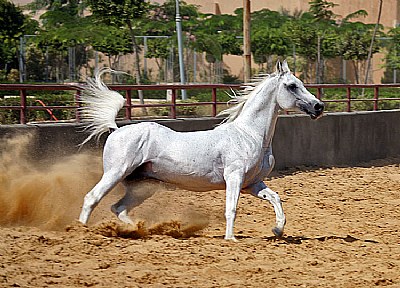Arabian Horse 3