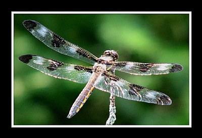 Dragonfly_002