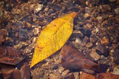 Yellow Leaf