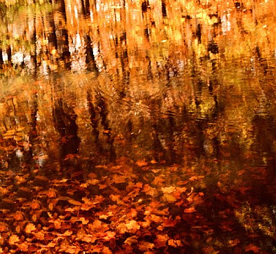 Autumn Pond 