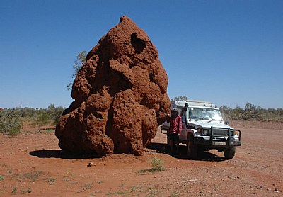 Cathedral TERMITE Mound
