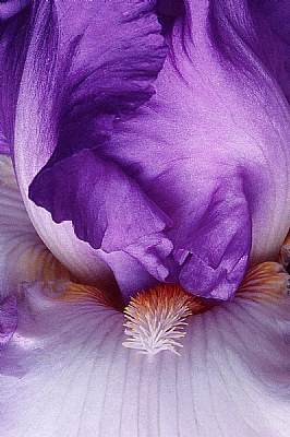 Purple Iris Detail