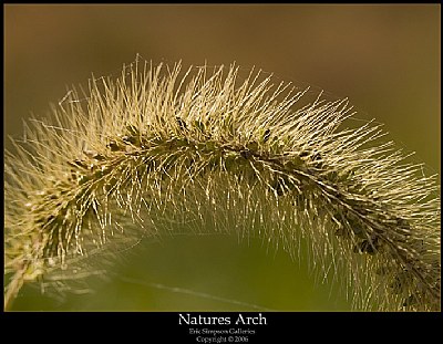 Natures Arch