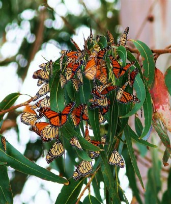 Monarchs