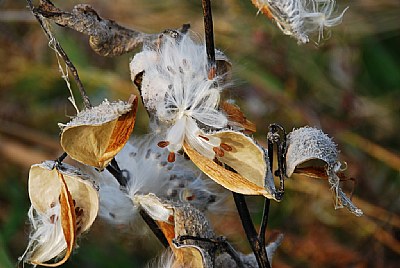 milkweed, slightly tethered