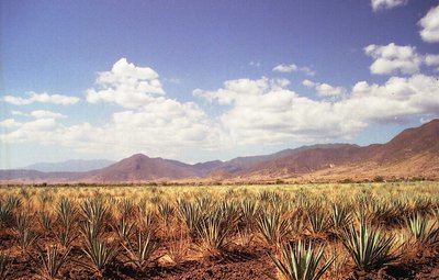 Agave Field