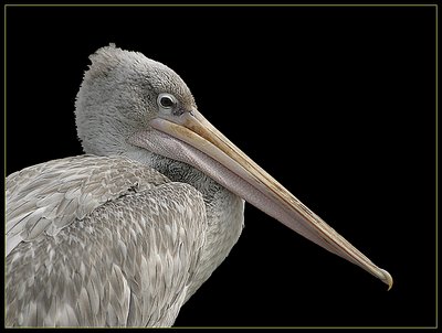 Pink Backed Pelican