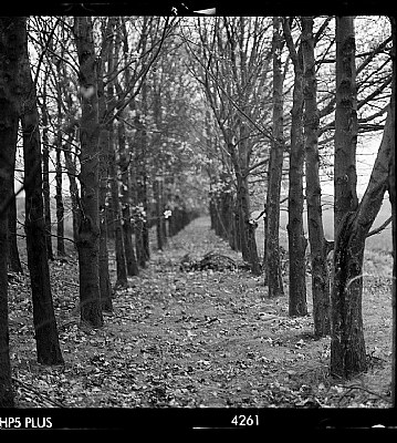 autumn trees road