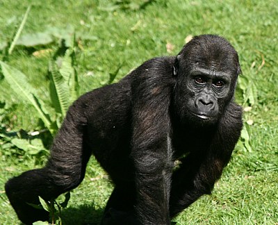 young gorilla