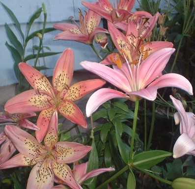 Cancun Lillies