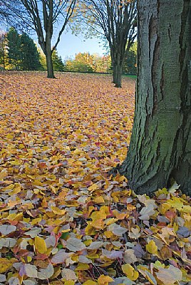 Autumn Blanket 