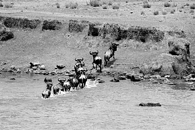 Crossing the River Mara