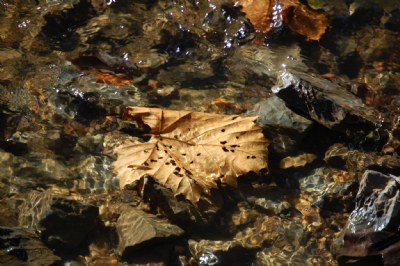 Leaf in the Stream