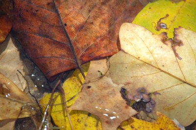 Leaf Collage II