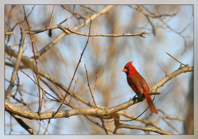 Northern Cardinal