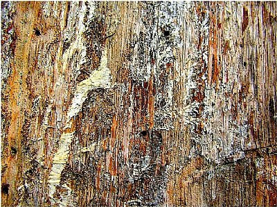 rotten wood