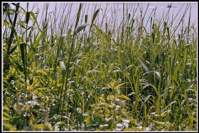 In the summer grass by the lake