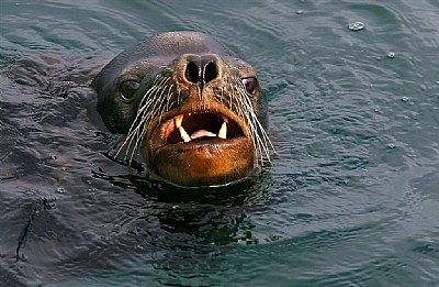 Sea Lion