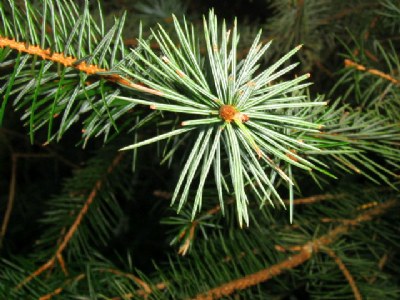 Simply Pine