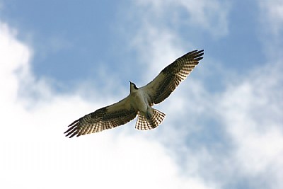 Osprey