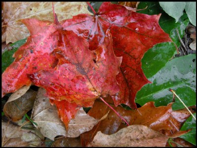 wet leaf