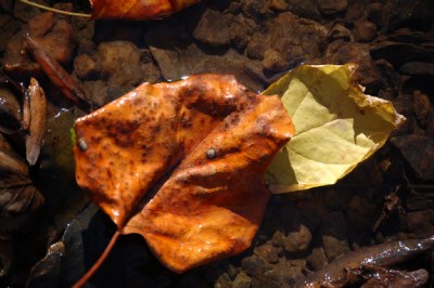Brown Leaf