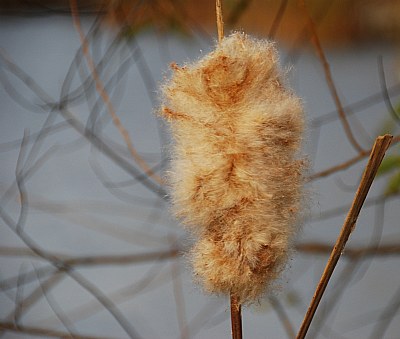 blown-out cattail