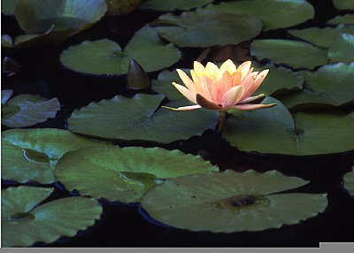 Pond blossom