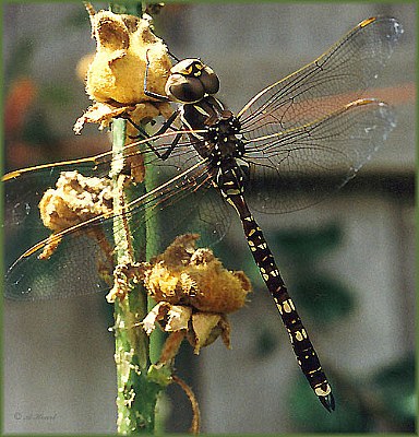 Dragonfly