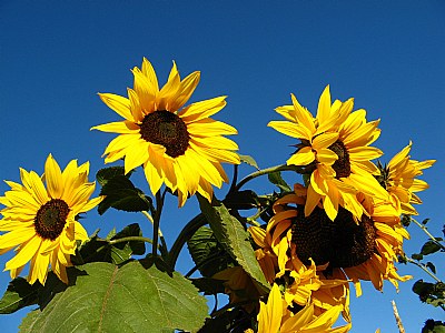 Sunflowers