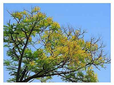 Tree and Flowers