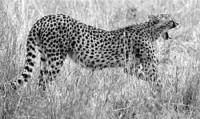 Cheetah