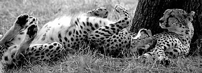 Cheetahs relaxing