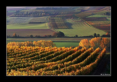 Autumn In The Vineyard