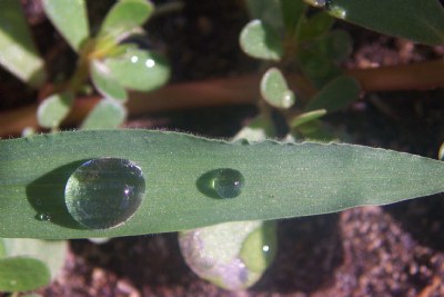 Water Drops