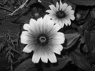 Flower in Black & White