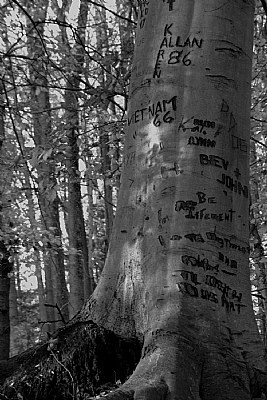 The Writing on the Tree