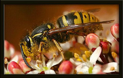 The Wasp